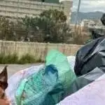 Cane gettato in un cassonetto a Palermo