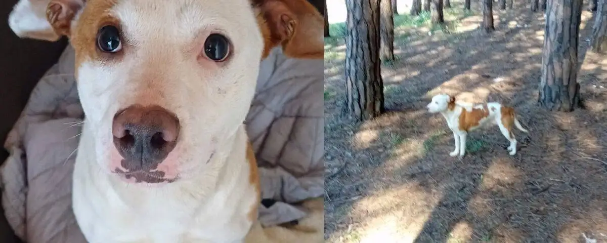 La cagnolina Maia aggredita a Campolongo