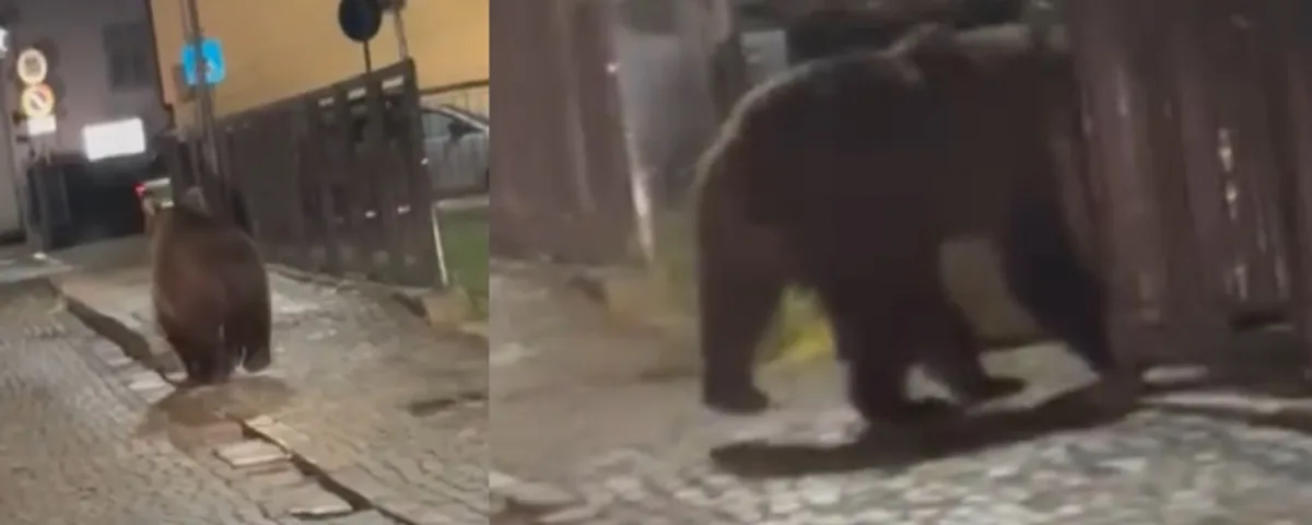 L'orso in giro per le straded dui Malé