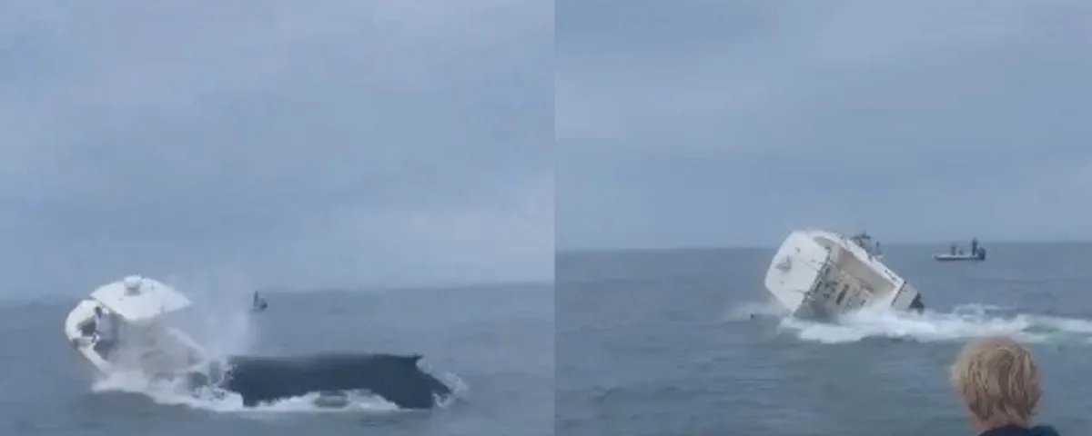 Balena capovolge imbarcazione a largo della costa americana