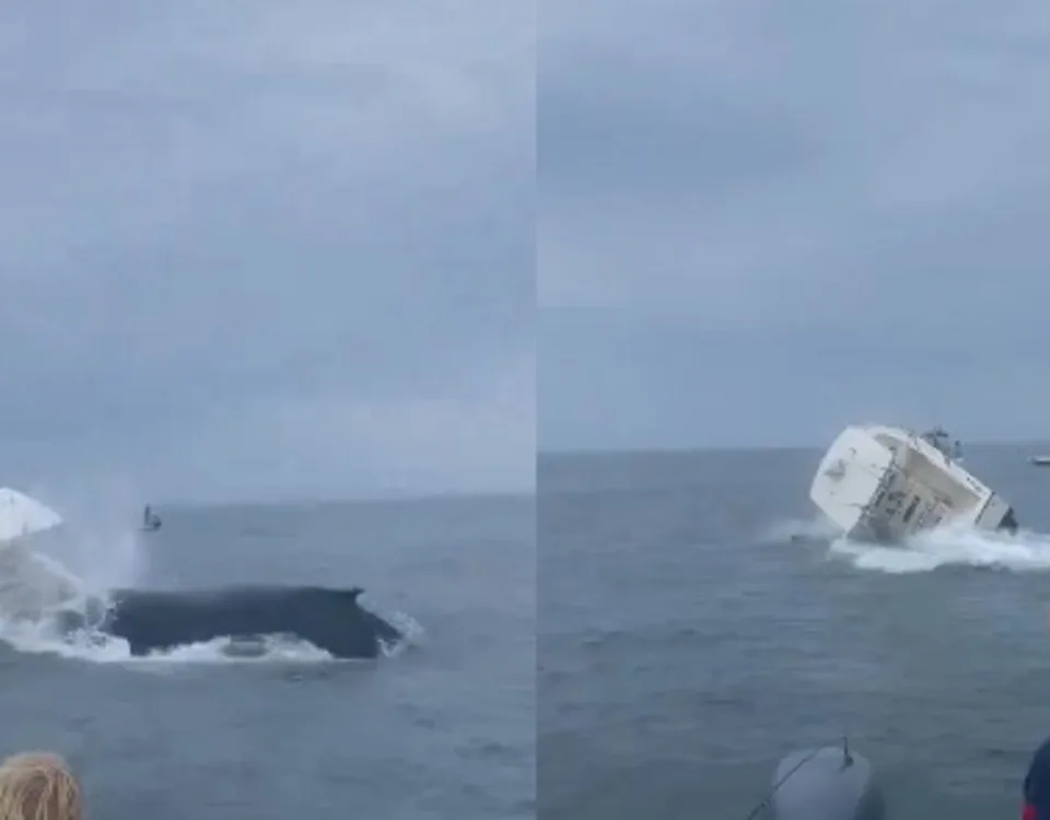 Balena capovolge imbarcazione a largo della costa americana