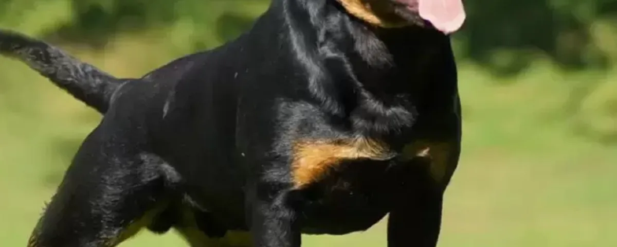 Bambino aggredito da rottweiler mentre era in bici