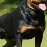 Bambino aggredito da rottweiler mentre era in bici