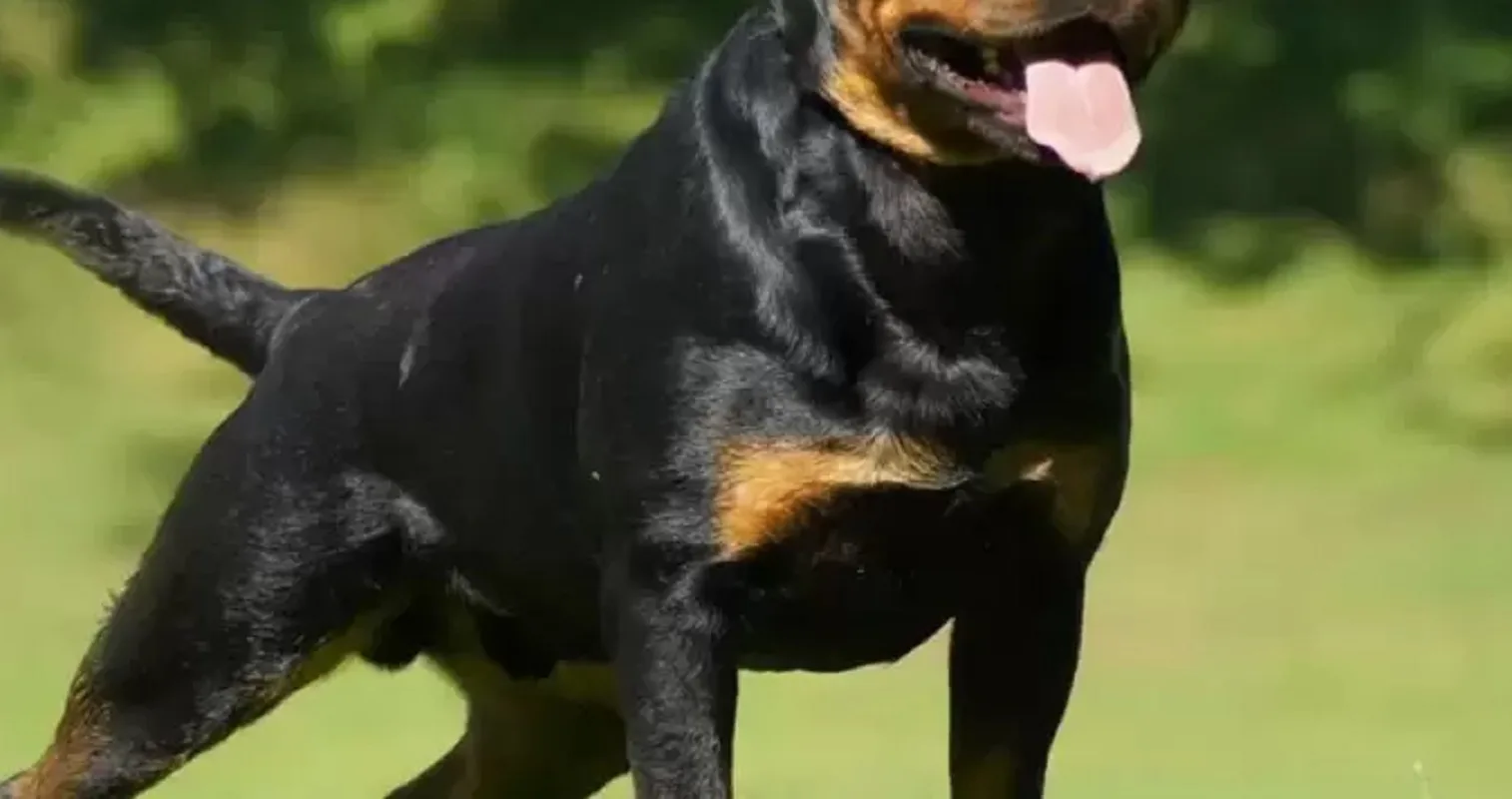 Bambino aggredito da rottweiler mentre era in bici