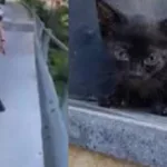 Gattino lanciato dal ponte a Lanusei