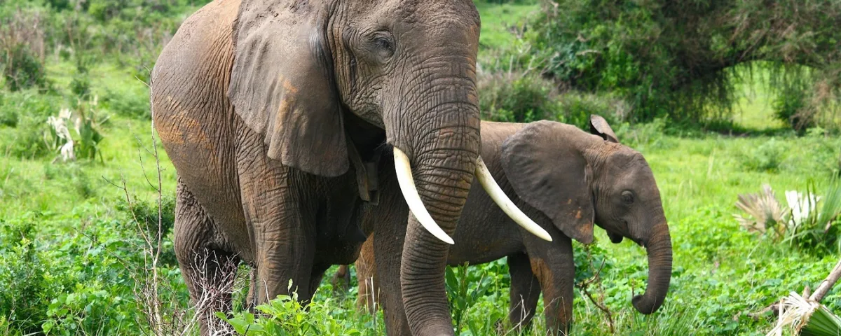 Turista spagnolo schiacciato da un elefante mentre scattava una foto