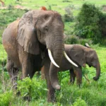 Turista spagnolo schiacciato da un elefante mentre scattava una foto