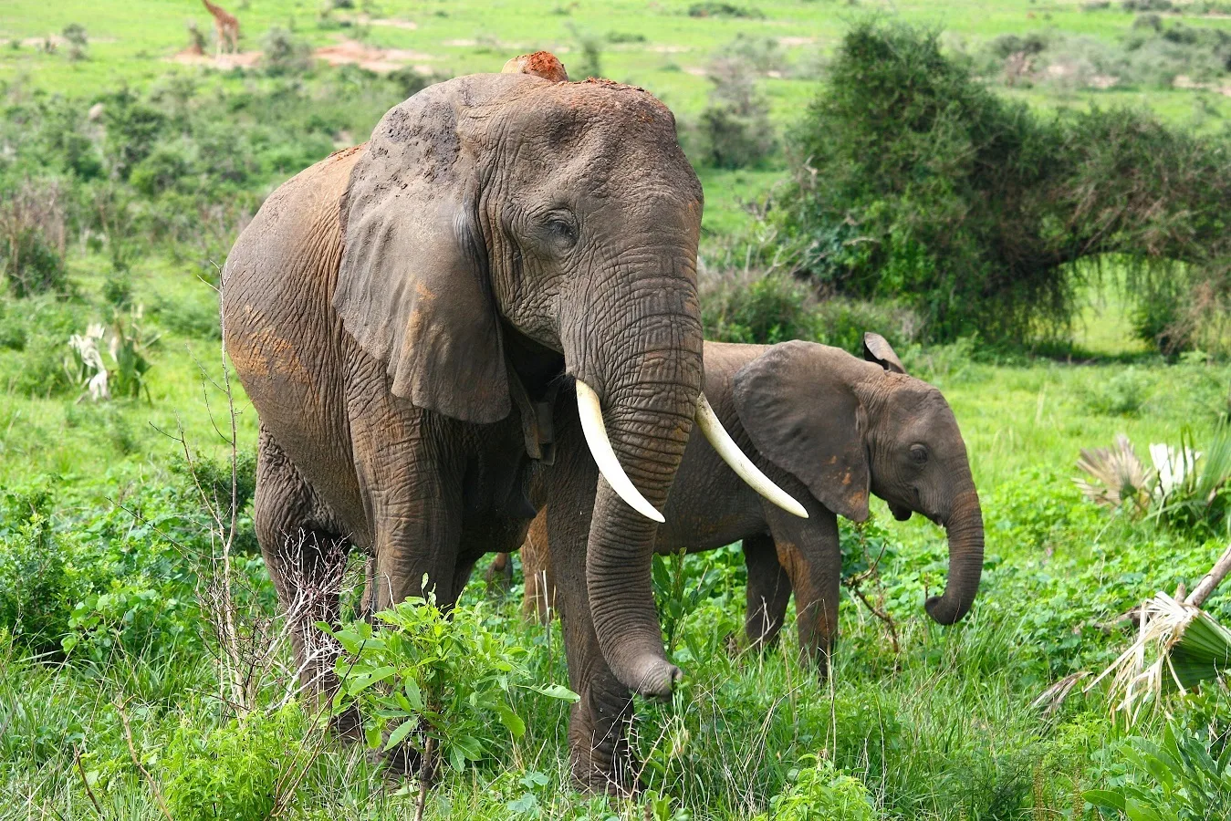 Turista spagnolo schiacciato da un elefante mentre scattava una foto