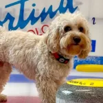 Chico, il cane influencer star del web