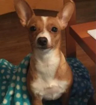 La cagnolina meticcia Guendalina