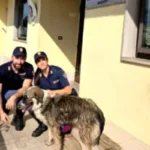 Nara salvata dalla polizia sull'A1