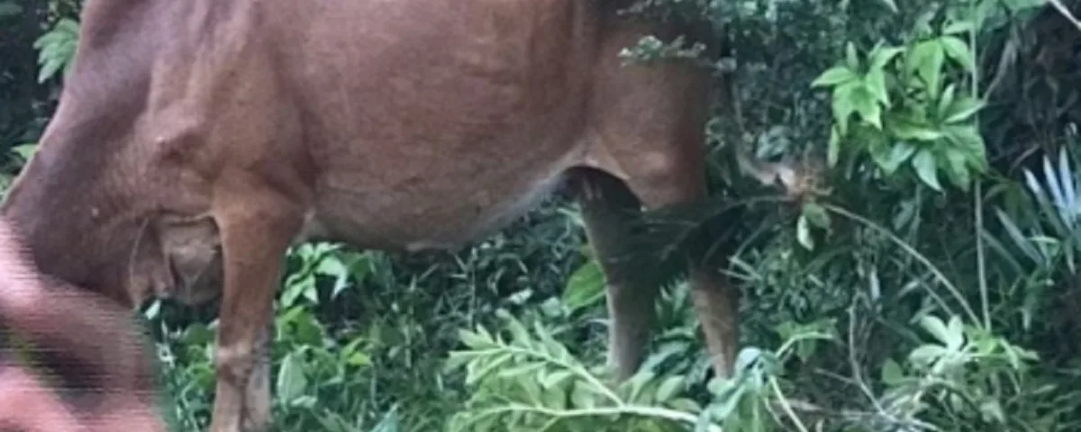 Una mucca ha caricato in Thailandia un uomo rinvenuto senza vestiti