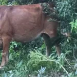 Una mucca ha caricato in Thailandia un uomo rinvenuto senza vestiti