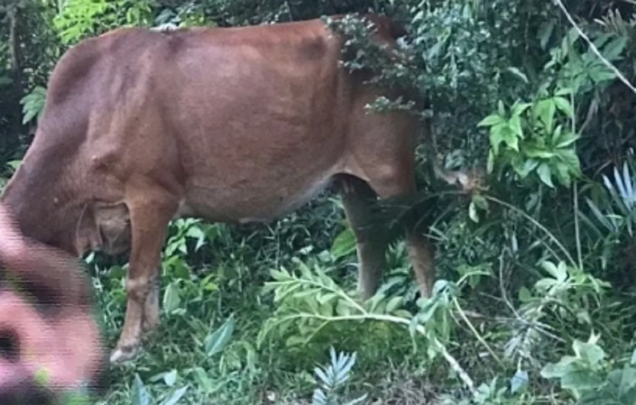 Una mucca ha caricato in Thailandia un uomo rinvenuto senza vestiti