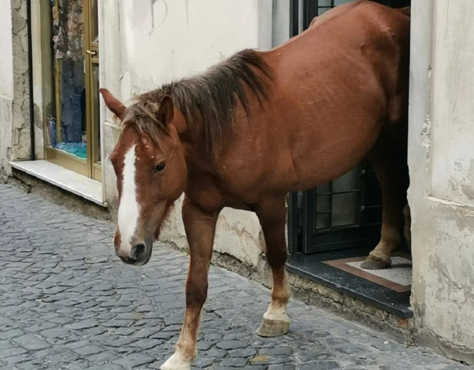 Il cavalllo esce dalla Boutique a Dragonea di Vietri sul Mare