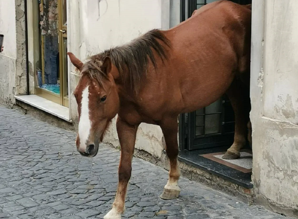 Il cavalllo esce dalla Boutique a Dragonea di Vietri sul Mare