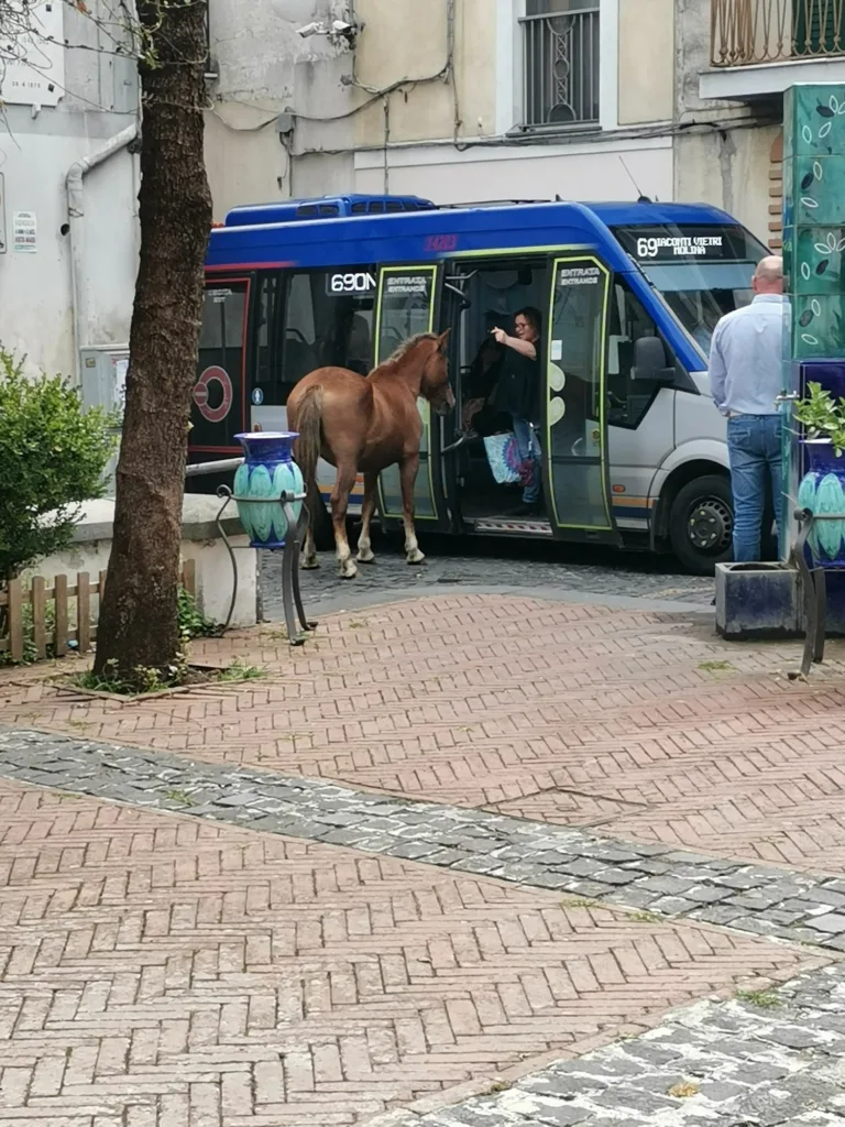 Il cavallo alla fermata del bus