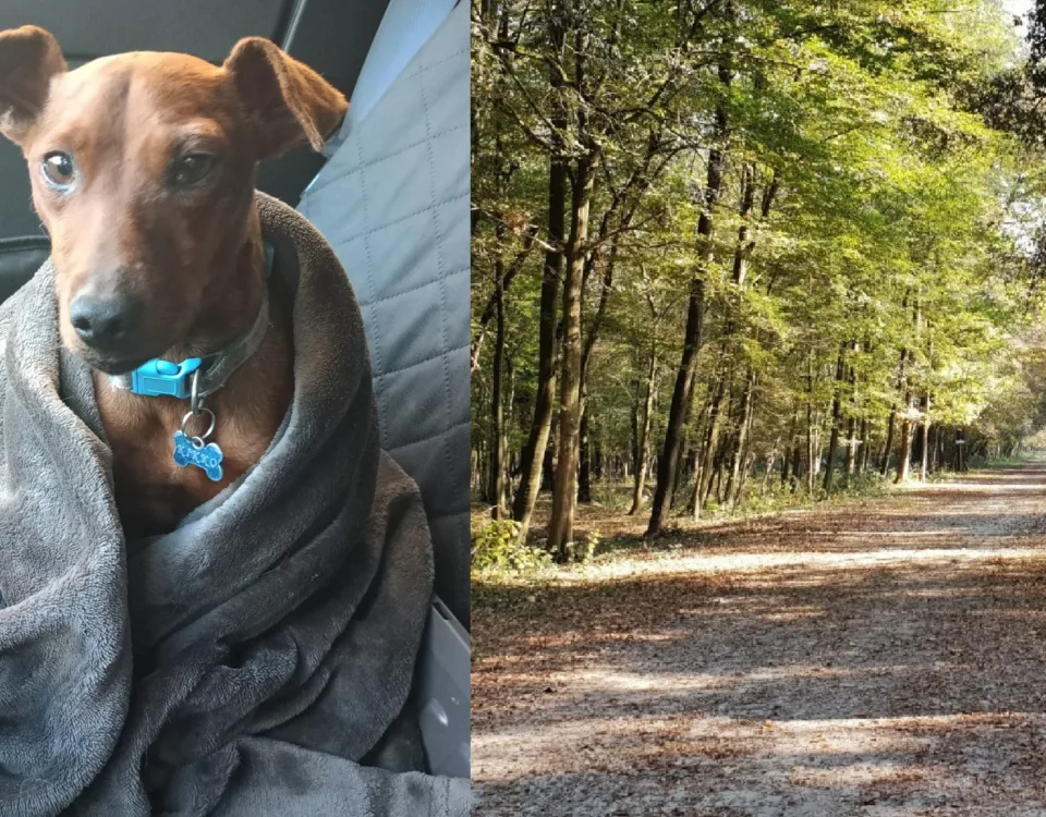 Il cane Cookie ritrovato in pessimo stato nel ferrarese