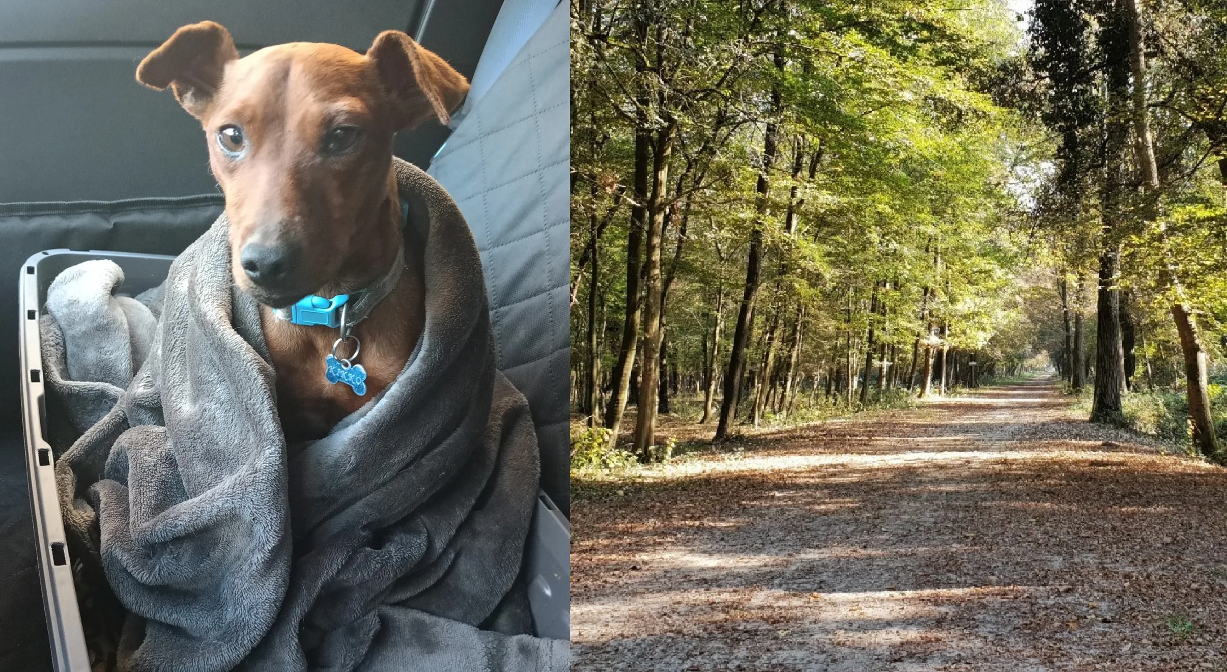 Il cane Cookie ritrovato in pessimo stato nel ferrarese