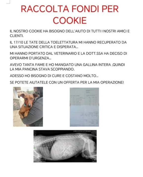 L'appello per Cookie