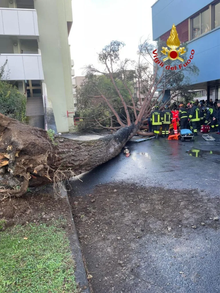 L'albero caduto al Campus universitario di Fisciano