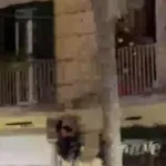 Baby gang prende di mira un albero di Natale al Vomero