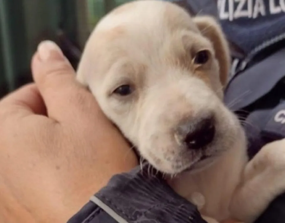 Il cagnolino salvato in braccio un agente