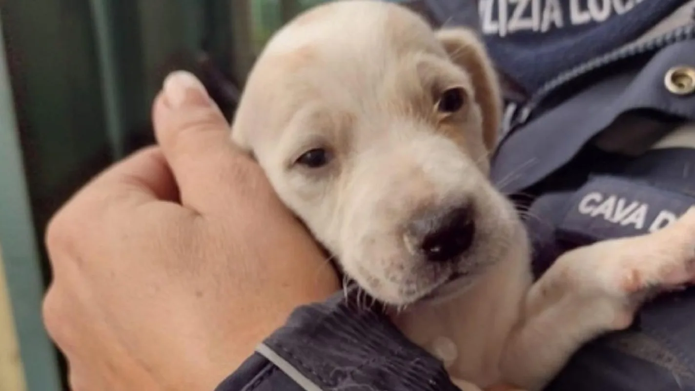 Il cagnolino salvato in braccio un agente