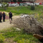 L'albero si è abbattuto sulla donna che era seduta su una panchina al parco Labor