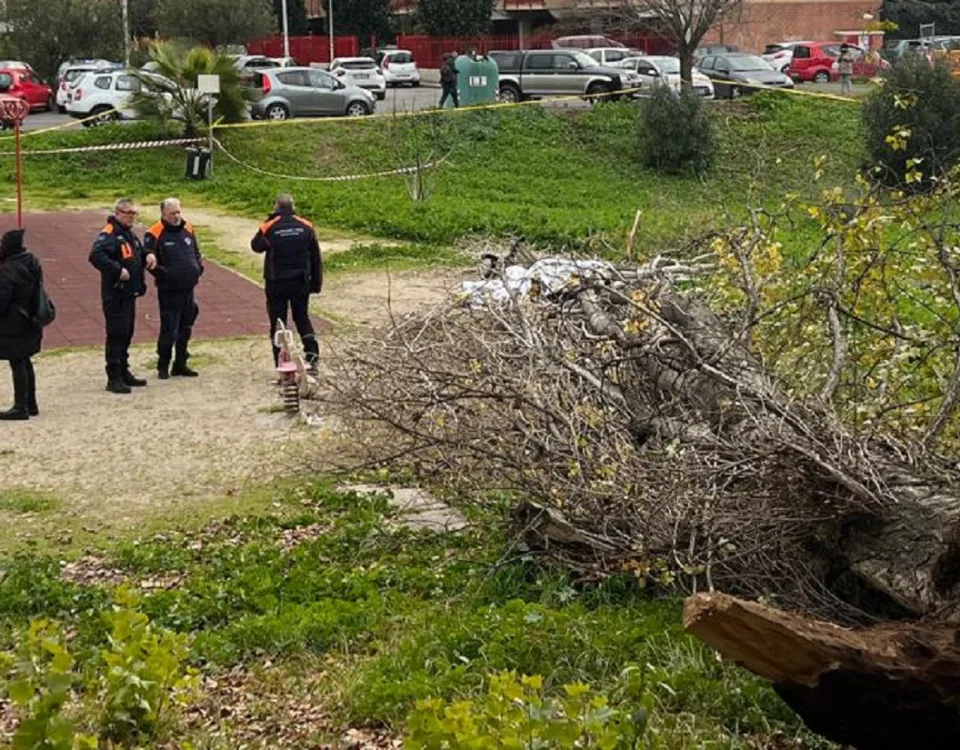 L'albero si è abbattuto sulla donna che era seduta su una panchina al parco Labor