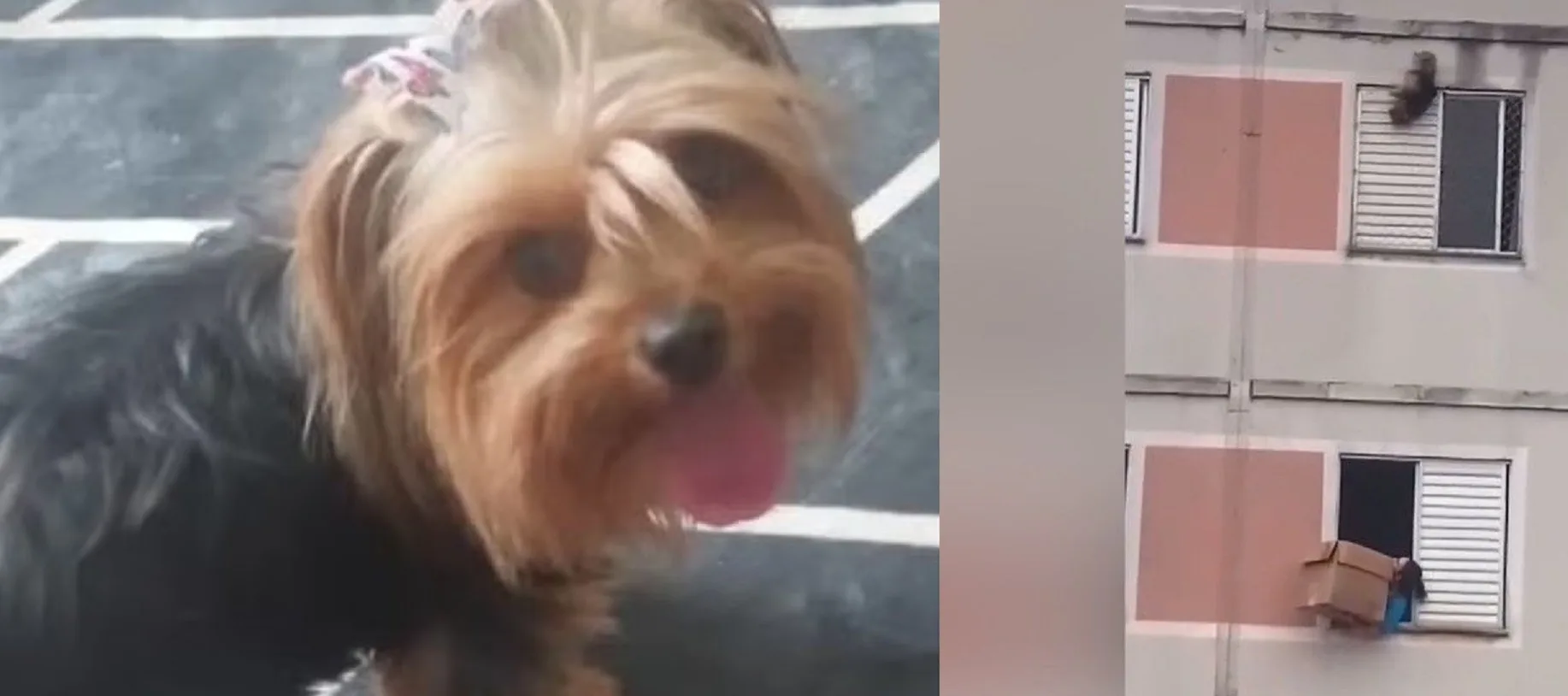 La cagnolina salvata a San Paolo